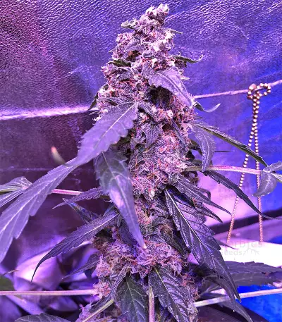 Super Auto Lemon Haze (Original Sensible Seeds)