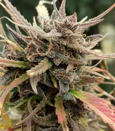 Titan's Haze regular (Flying Dutchmen)