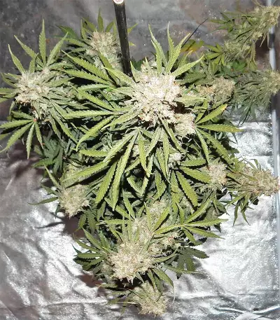 Triangle Kush Auto (Mephisto Genetics) Cannabis-Samen