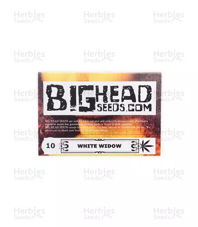 Semi femminizzati di White Widow (Big Head Seeds)