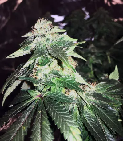White Widow (G13 Labs)