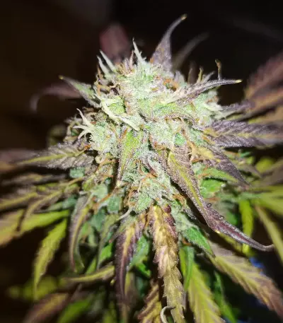 Auto Gelato (Female Seeds)