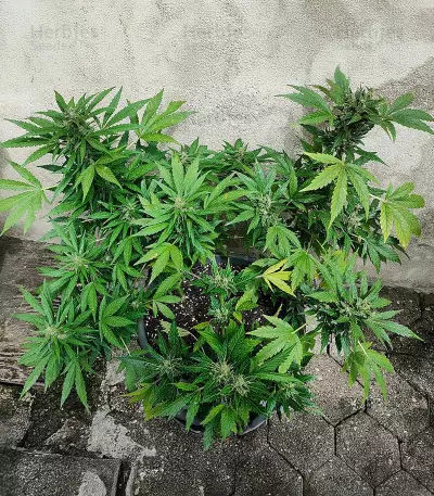 Auto Gelato (Female Seeds)