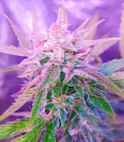 Semi femminizzati di Berry Bomb Auto