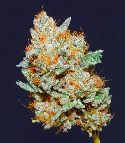 Chempie feminized seeds