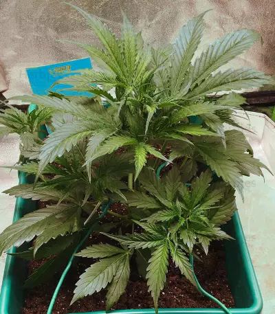 Sementes Feminizadas Auto Critical Orange Punch (Dutch Passion)