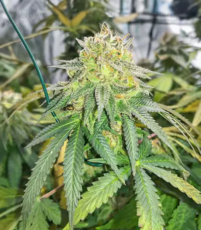 เมล็ด Dozy Doz (AlphaFem Seeds)