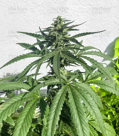 Gary Payton Feminized Seeds (Barney’s Farm)