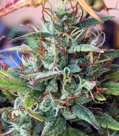 Semi femminizzati Girl Scout Cookies Auto (Auto Seeds)