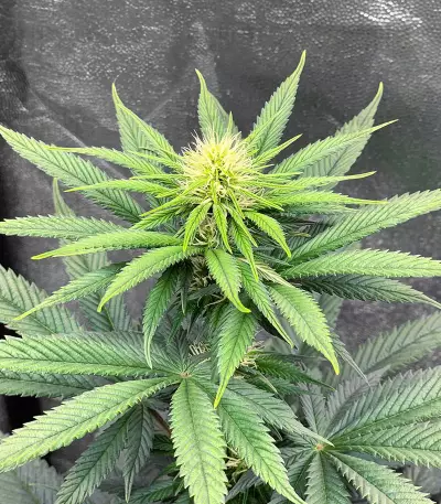 Gorilla Cookies Fast Flowering Seeds(Fast Buds)