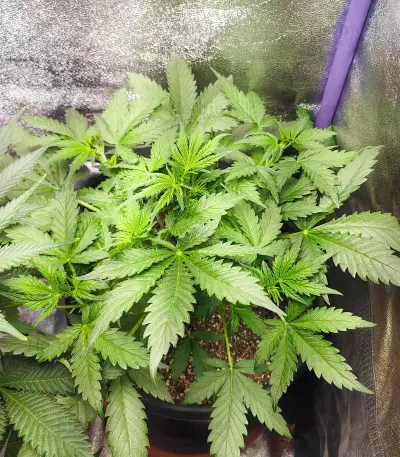 Grandmommy Purple Auto (Herbies Seeds)