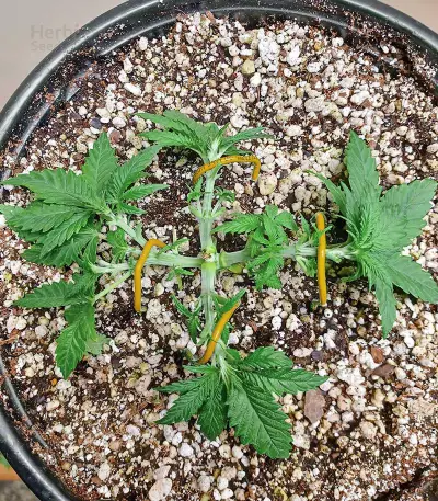 Ice Bomb (Bomb Seeds)