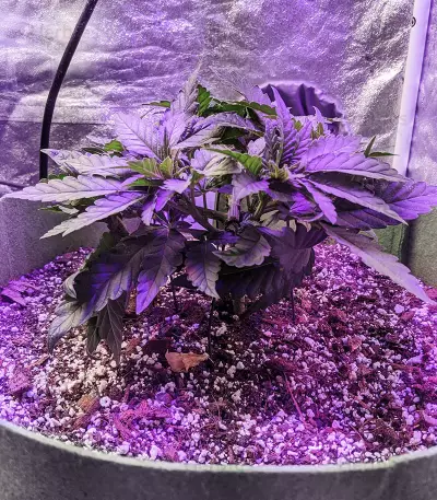 Jack’s Dream feminized seeds (Green House Seeds)