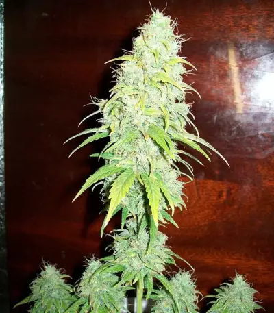 La Diva Auto Seeds