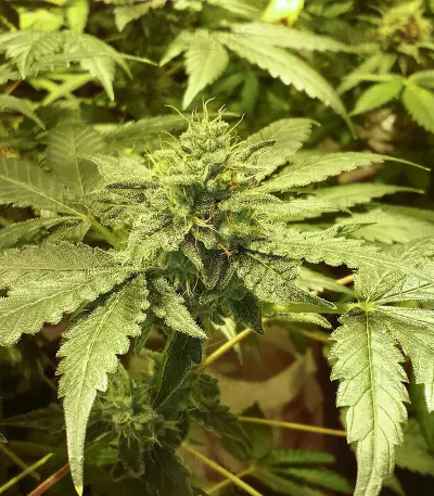 OG Critical (Emerald Triangle Seeds)