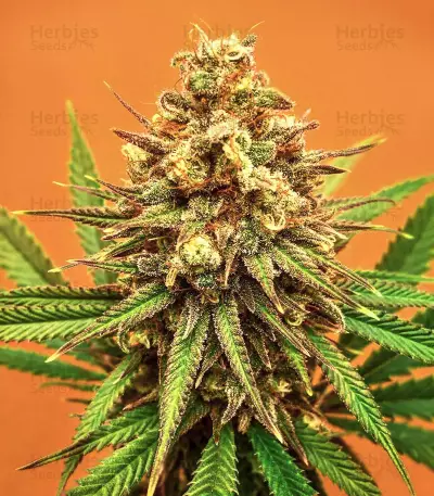 Sith OG Seeds (AlphaFem Seeds)