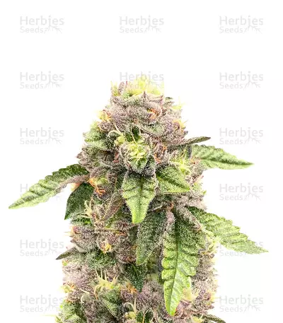 Sticky Sherbert GG Feminized Seeds (Seedkeepers)