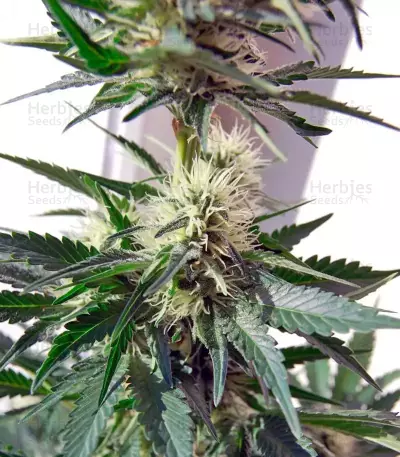 Belladonna feminized seeds