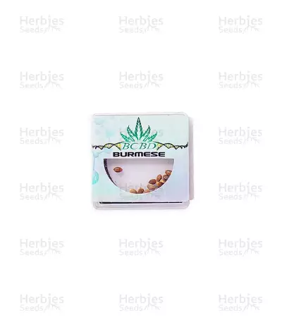Burmese regular seeds