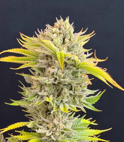 Chocolope