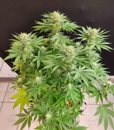 Chocolope