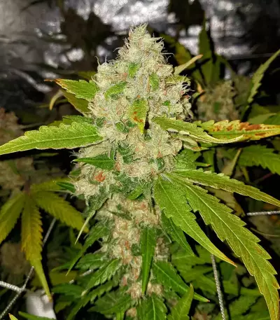 Critical Purple Kush feminized seeds