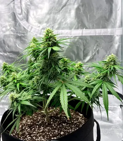 Graines de cannabis Edam Bomb (Cheese Bomb) (Bomb Seeds)