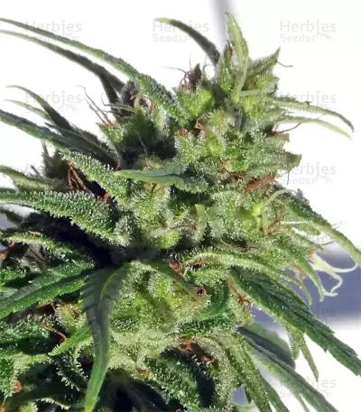 Graines de cannabis Ethiopian Regular (Ace Seeds)