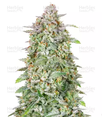 Graines féminisées de Forbidden Runtz Auto (Fast Buds)