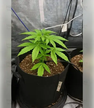 Gelato 44 (Tyson S) Seeds