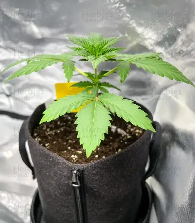 GMO Fast Seeds