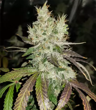 Gorilla Girl feminized seeds (Sweet Seeds)