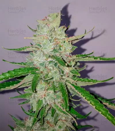 Grandaddy Purple Auto