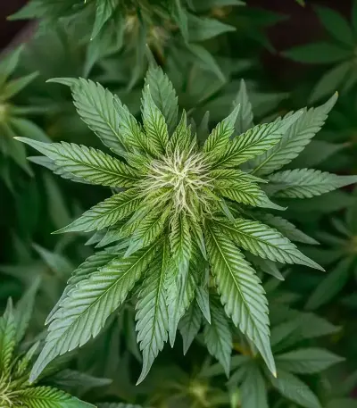 Green AK XL (AK-47 XL) (Zambeza Seeds)