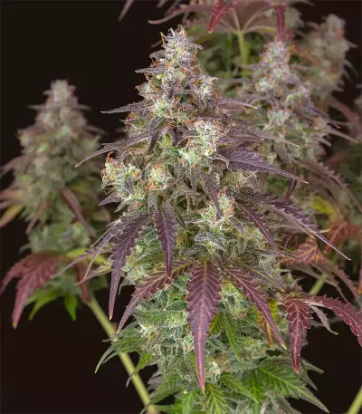 Semillas feminizadas Lemon Pie Auto (Fast Buds)