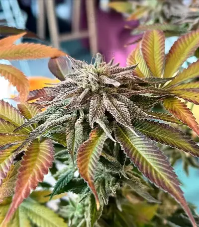 Semi Femminizzati Mimosa (Herbies Seeds)