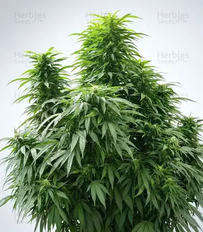 Mimosa Punch Auto Seeds