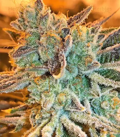 Pure Kush Seeds (Original Sensible Seeds)