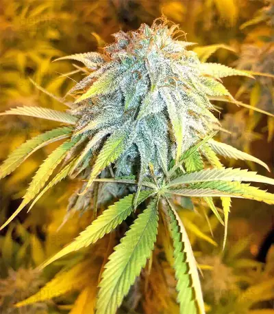 Pure Kush Seeds (Original Sensible Seeds)