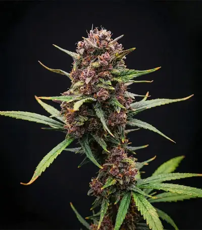 Purple Lemonade Auto Seeds
