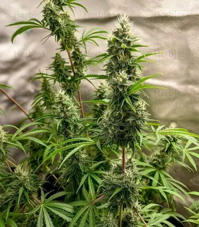 Purple OG Punch Seeds