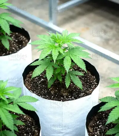 Rainbow Candy (Growers Choice)