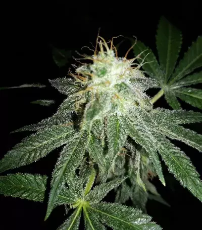 Runtz Muffin Seeds (Barney’s Farm)
