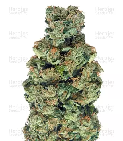 Sativa's Sour Diesel (Nirvana Seeds)