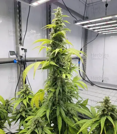 THC-Victory Seeds