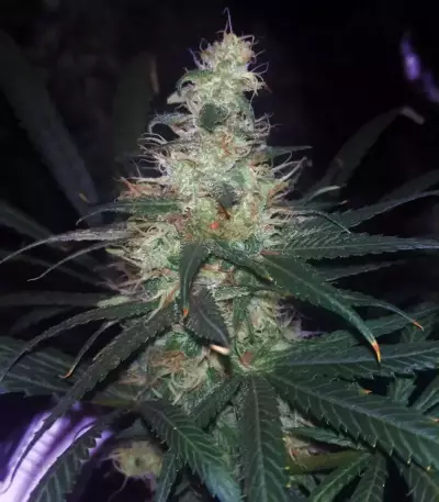 Three Blue Kings feminized seeds