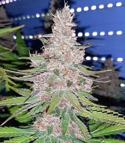 Tropicanna Poison F1 Fast Version Feminized Seeds (Sweet Seeds)