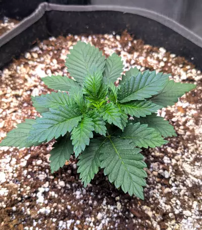 White Rhino (Herbies Seeds)