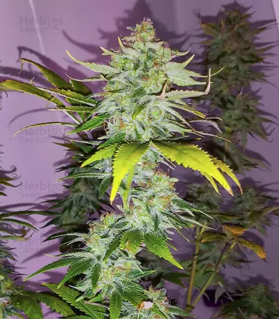 Semillas Feminizadas WiFi Kush (AlphaFem Seeds)