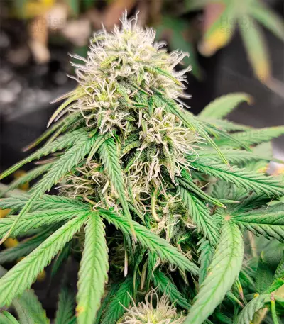 Girl Scout Cookies Autoflower (Herbies Seeds)